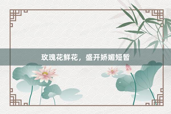 玫瑰花鲜花，盛开娇媚短暂